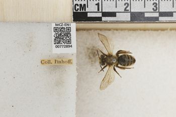 Media type: image;   Entomology 772894 Aspect: Labels